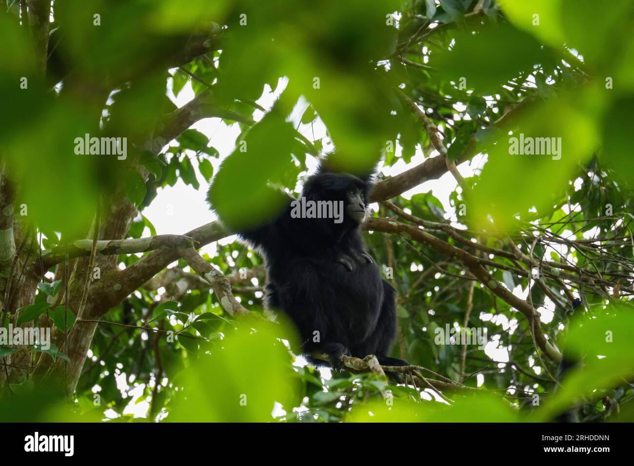 Un singe siamang avec des bras très longs accrochés à une branche