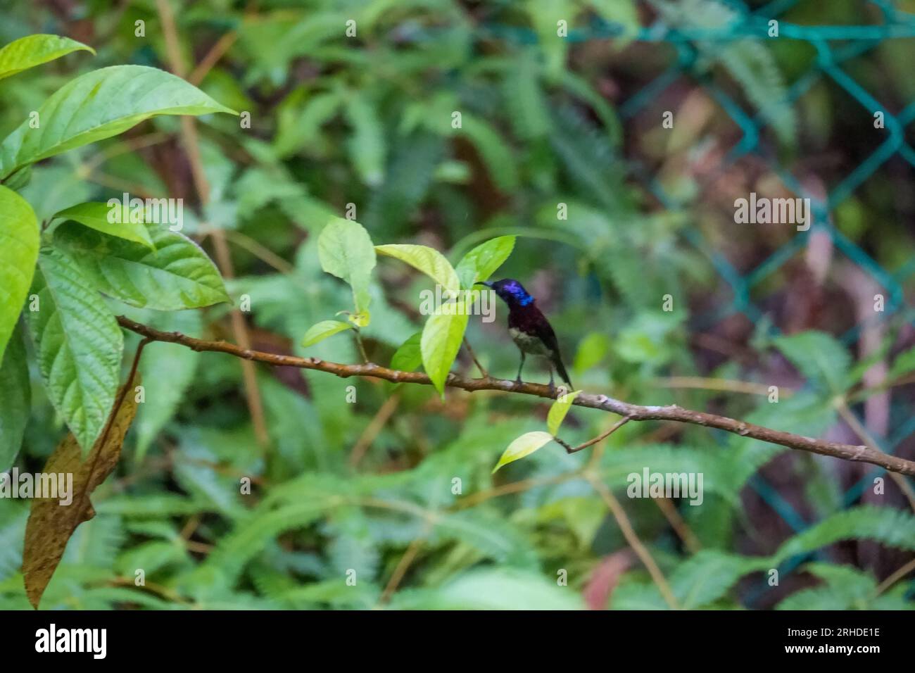 oiseau de soleil à gorge noire (Aethopyga saturata), beau rouge et violet avec des plumes de tête de velours perché sur la branche d'arbre sirotant du nectar sur un fin flou Banque D'Images