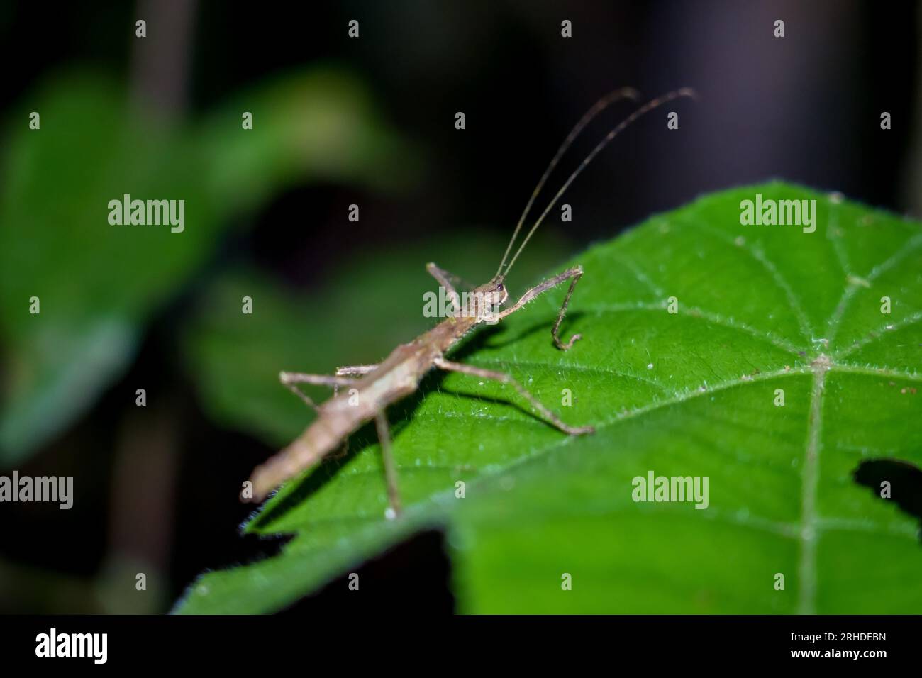 Insecte femelle bâton sur les feuilles sur fond de nature. Insectes bâtons de marche, punaises, bâtonnets ou insectes fantômes. Gros plan anséc animal Banque D'Images