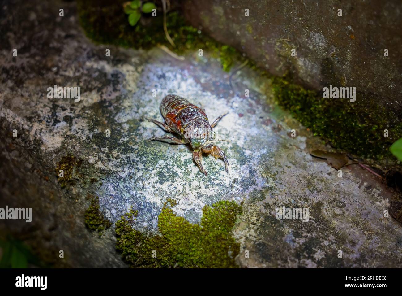 Gros plan de la nymphe de Cicada sur le sol la nuit. Animaux d'insectes sauvages. Fraser's Hill, Malaisie Banque D'Images