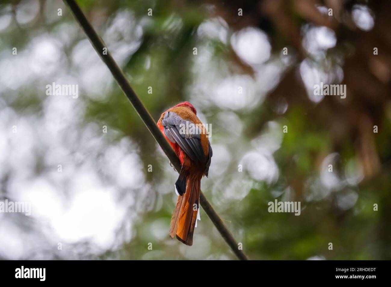 Bel oiseau trogon à tête rouge (Harpactes erythrocephalus) perché sur un câble à Fraser's Hill, en Malaisie Banque D'Images