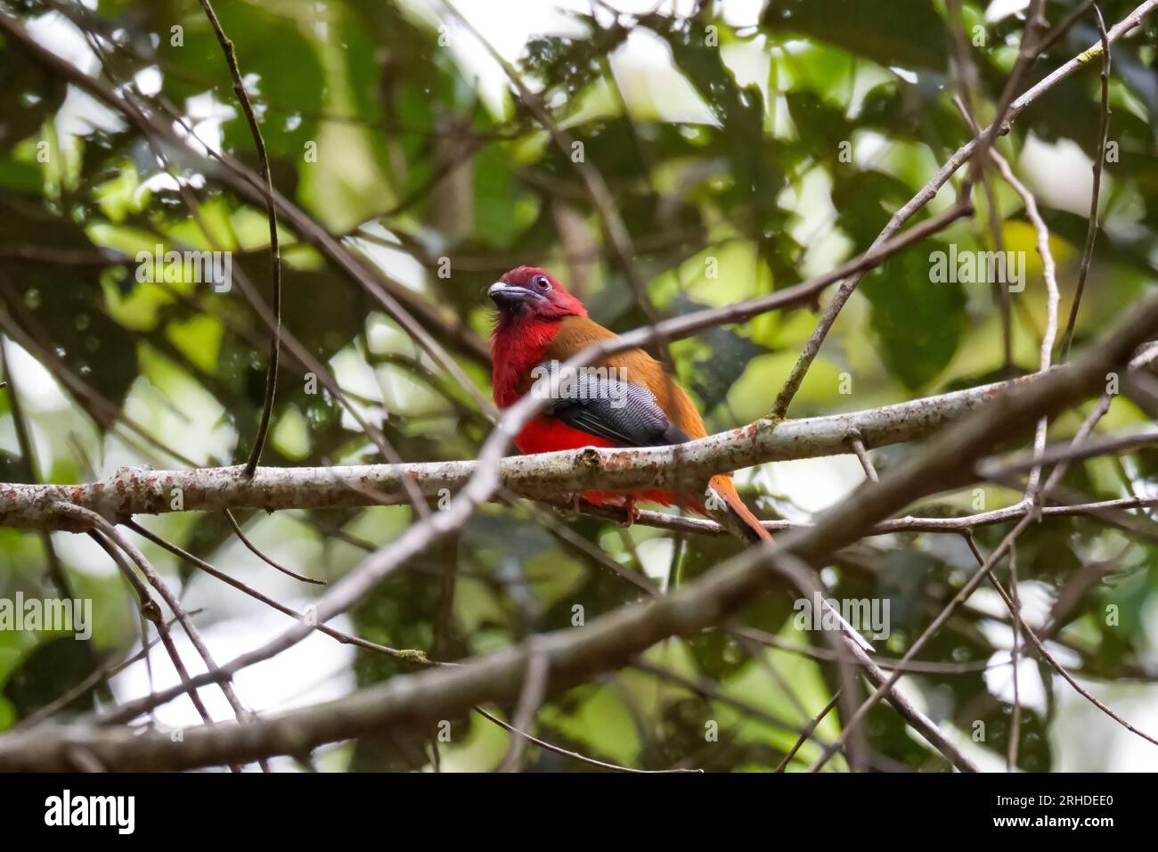 Bel oiseau trogon à tête rouge (Harpactes erythrocephalus) perché sur une branche dans l'environnement de brindilles de la nature. Fraser's Hill, Malaisie Banque D'Images