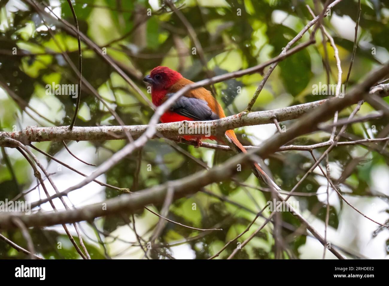 Bel oiseau trogon à tête rouge (Harpactes erythrocephalus) perché sur une branche dans l'environnement de brindilles de la nature. Fraser's Hill, Malaisie Banque D'Images
