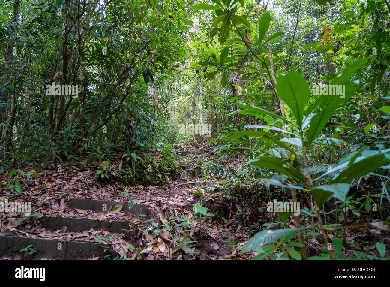 Forêt tropicale humide. Sentier de randonnée dans Fraser's Hill Forest, Malaisie. Un chemin dans la jungle entouré de buissons verts et de feuilles. Feuillage luxuriant en tropique Banque D'Images