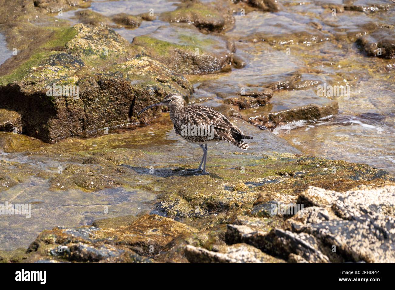 Échassier à Fuerteventura Espagne, whimbrel eurasien, Numenius phaeopus, Zarapito trinador, plumes brunes et bec descendant Banque D'Images