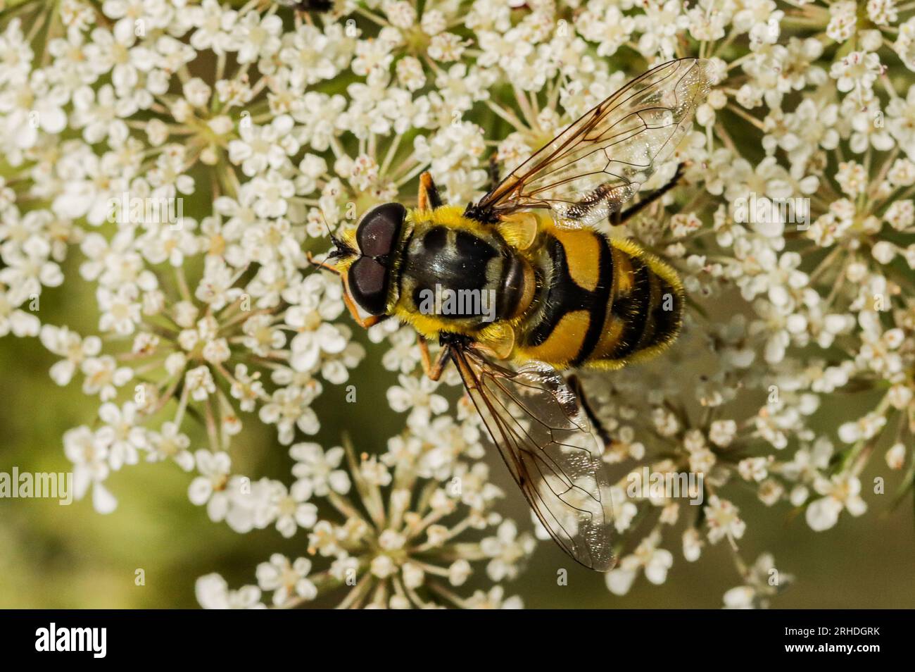 Eristale des fleurs sur une ombellifère, Myathropa florea Banque D'Images