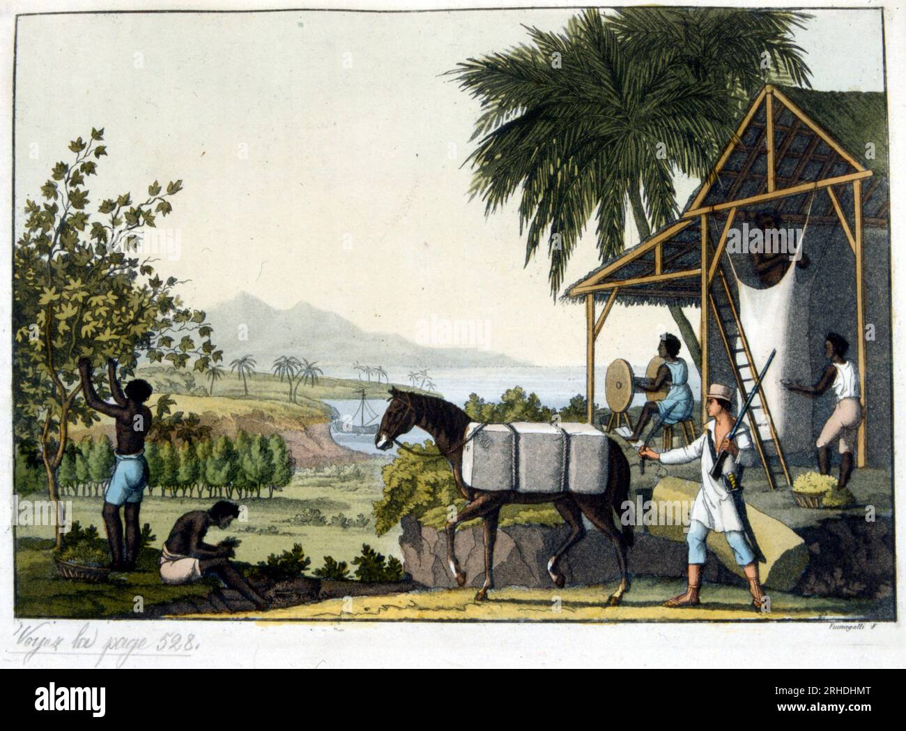 Maniere de preparer le coton aux Antilles - dans 'Le costume ancien et moderne' par Ferrario, 1819-1820 Banque D'Images