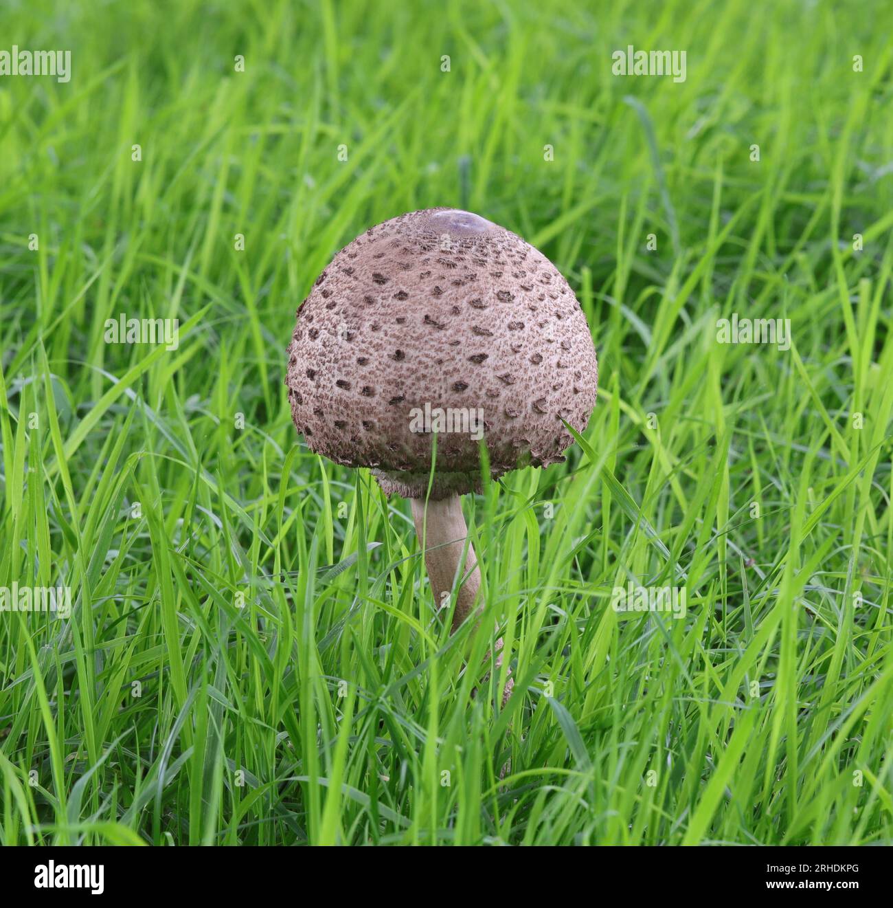 Jeune champignon parasol - Macrolepiota procera Banque D'Images