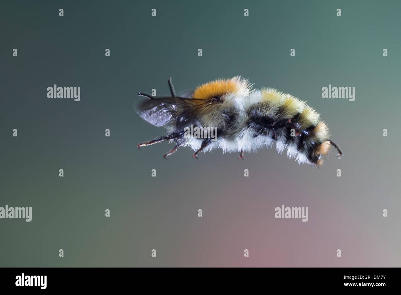 Ackerhummel, Acker-Hummel, Hummel, Flug, fliegend, Bombus pascuorum, Bombus agrorum, Megabombus pascuorum floralis, carder Bee, carder Bee, voler Banque D'Images