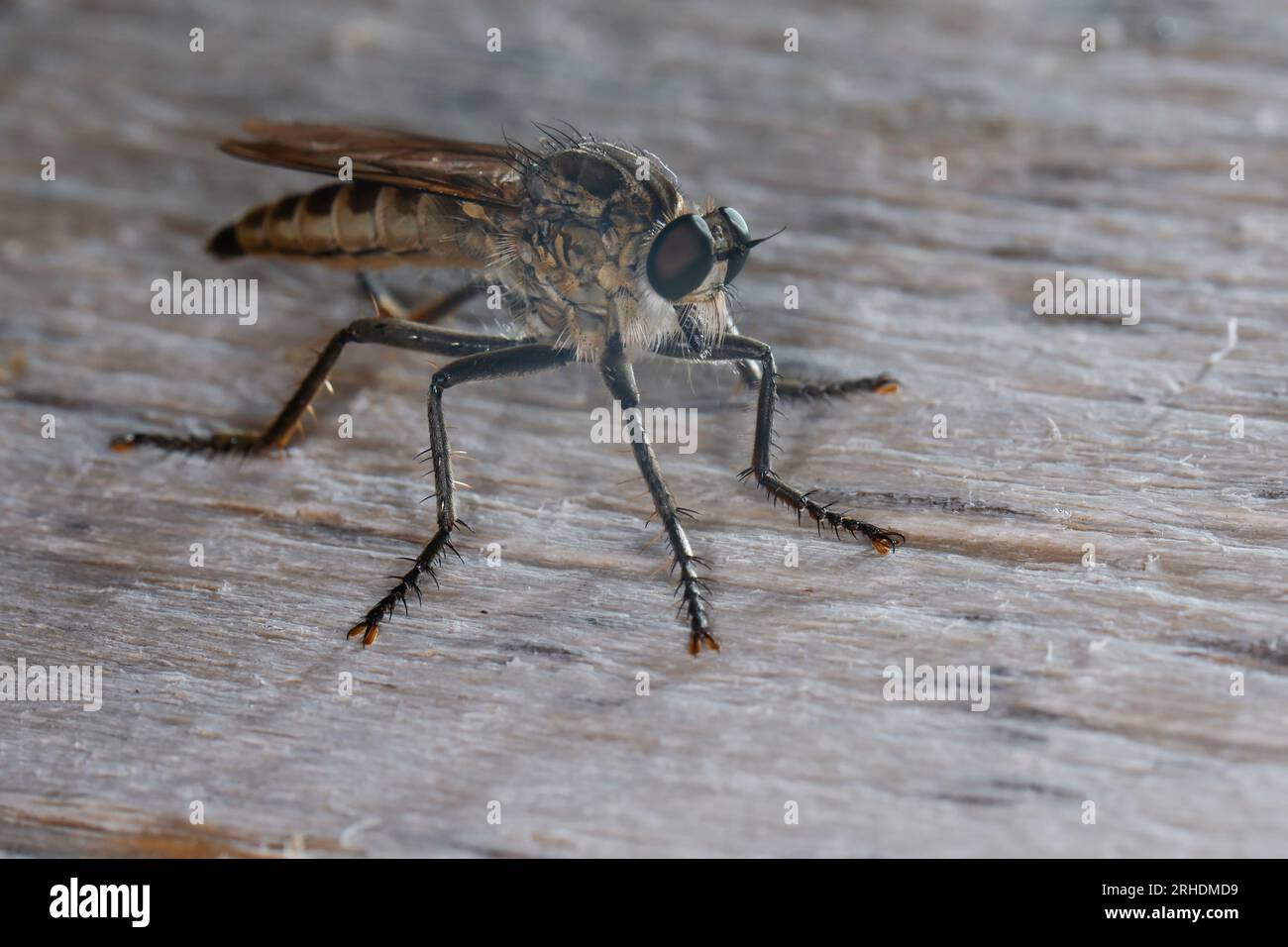 Sand-Raubfliege, Sandraubfliege, Raubfliege, Weibchen, Philonicus albiceps, dune Robberfly, femelle, Robberfly, robberfly, voleur-mouche, Raubfliegen, Mor Banque D'Images