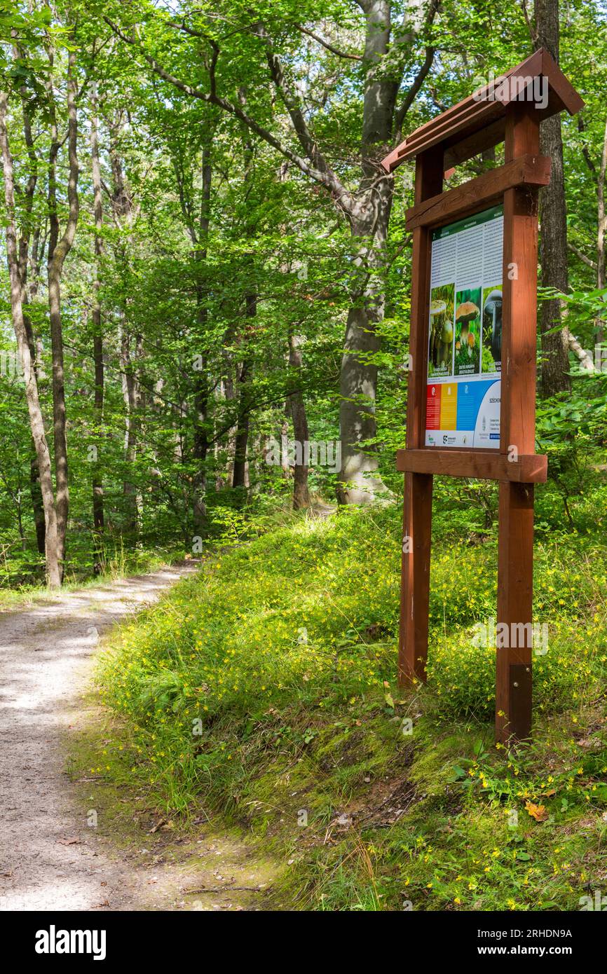 Info panneau d'information sur les champignons indigènes le long du sentier dans la forêt de Soproni-hegyseg, Sopron, Hongrie Banque D'Images