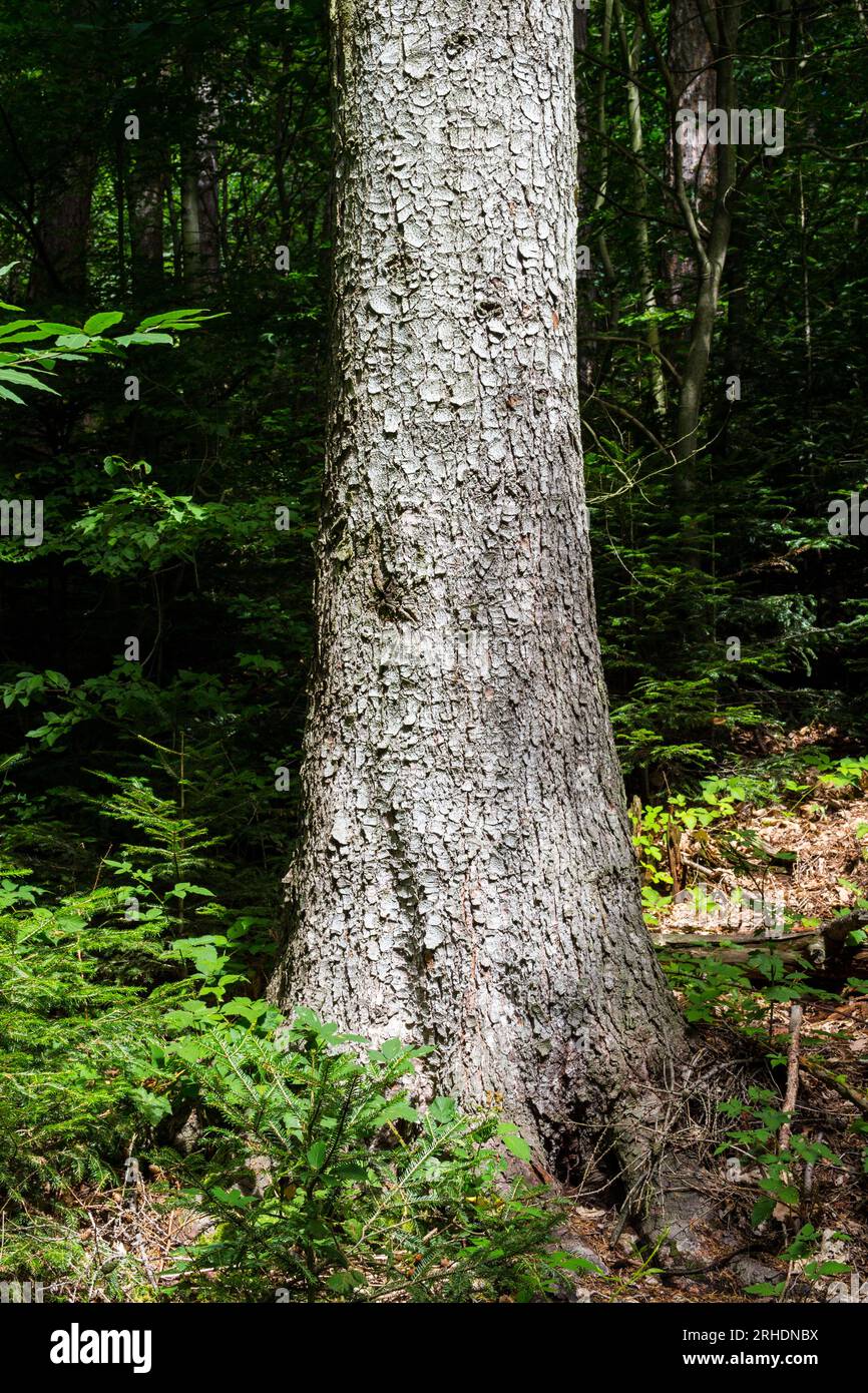 Gros plan d'un tronc de sapin argenté européen (Abies alba) dans la forêt de Soproni-hegyseg, Sopron, Hongrie Banque D'Images