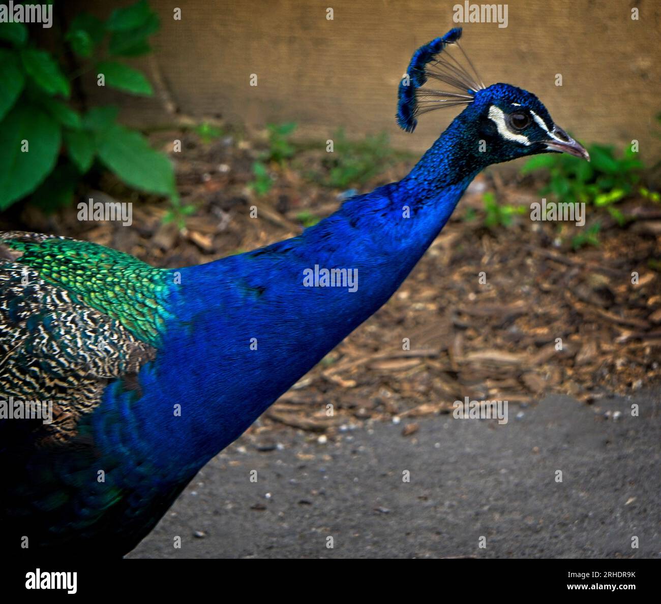 Blue Peafowl Calgary Zoo Alberta Banque D'Images