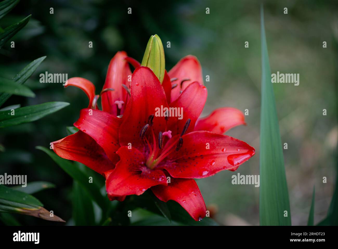 Lilium rouge Back Out (jardin du ruisseau de l'église 2023) Banque D'Images