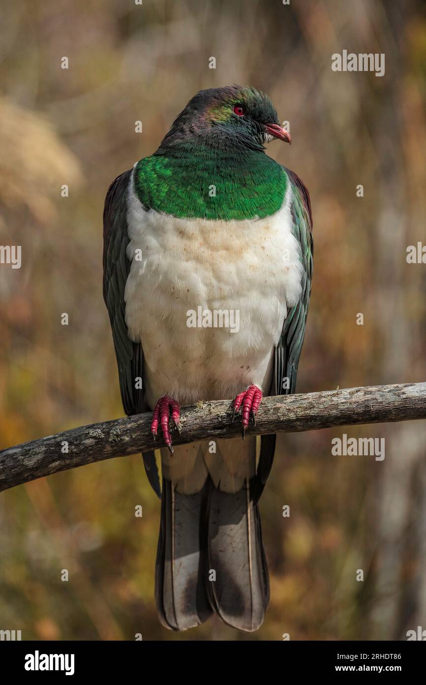 Un Kereru - Hemiphaga novaeseelanbiae - montrant ses couleurs irisées alors qu'il se perche sur une branche qui se lève au soleil du matin.Nouvelle-Zélande Banque D'Images