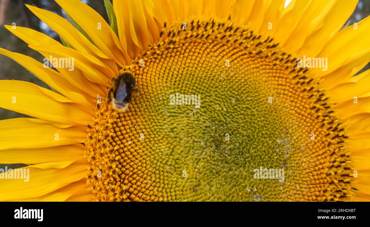 Petite abeille sur tournesol. Production de miel. Banque D'Images