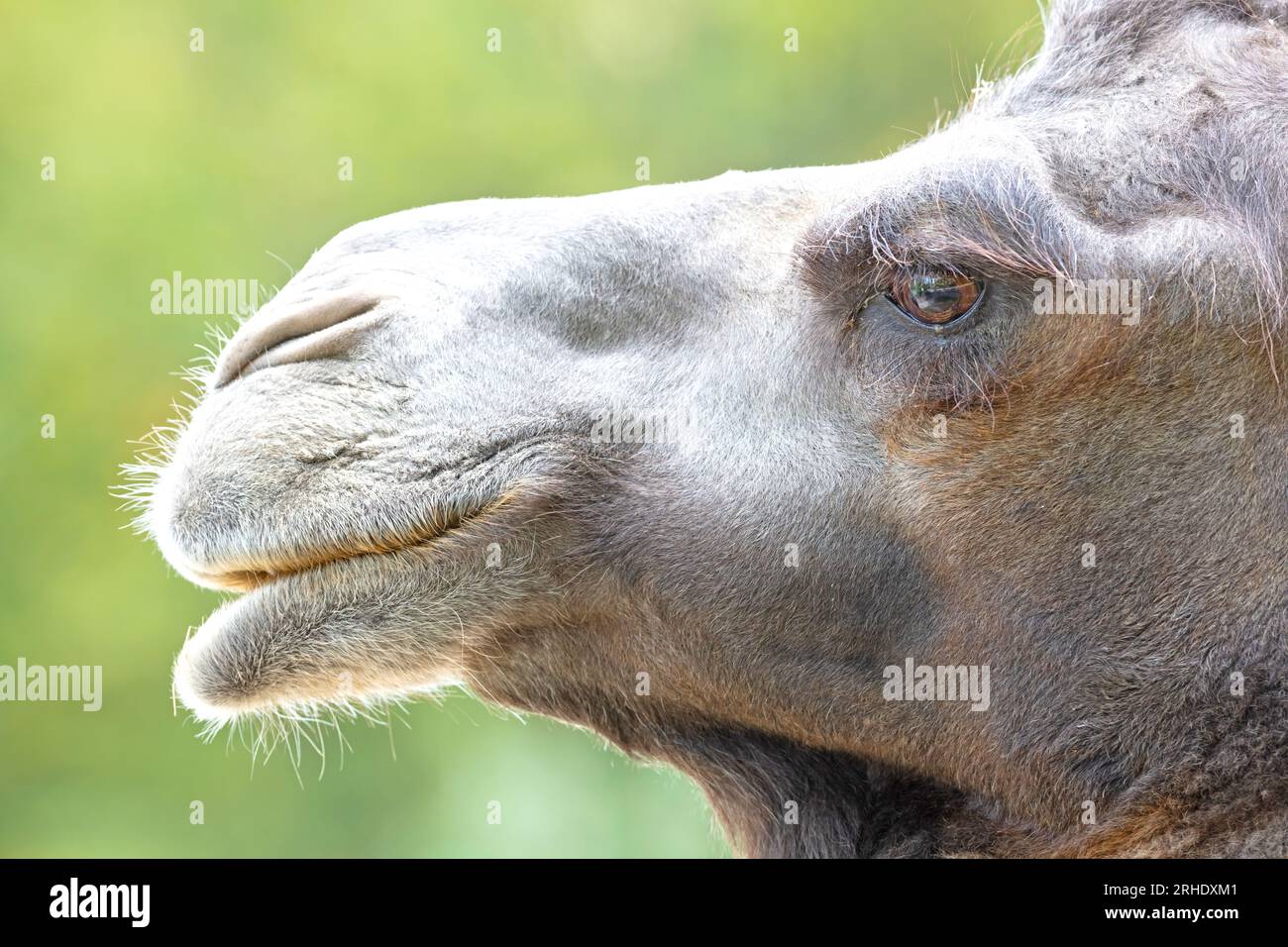 Gros plan d'un chameau adulte, fond vert Banque D'Images