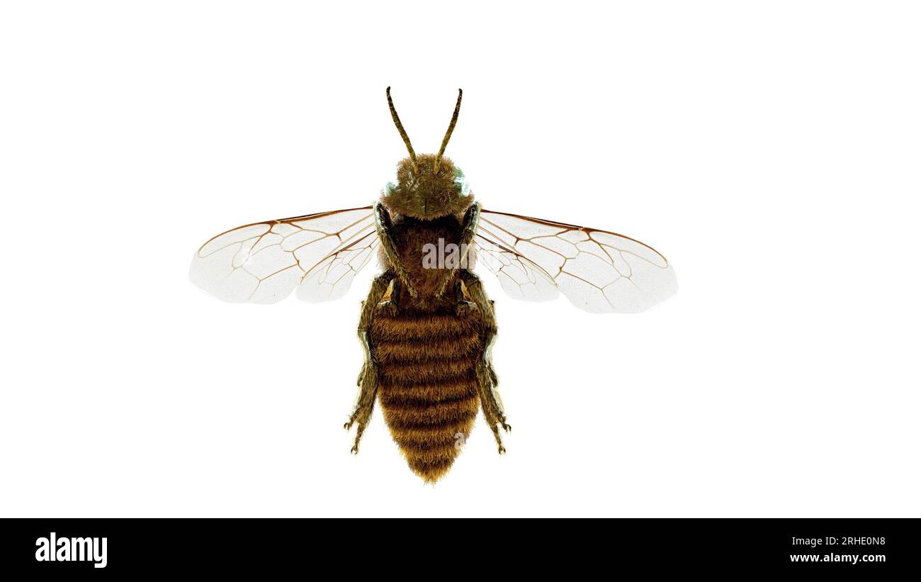 Vue de dessous d'abeille de miel volante, vous pouvez voir le détail amélioré et le réalisme, de sorte que vous pouvez utiliser ceci pour un gros plan Banque D'Images