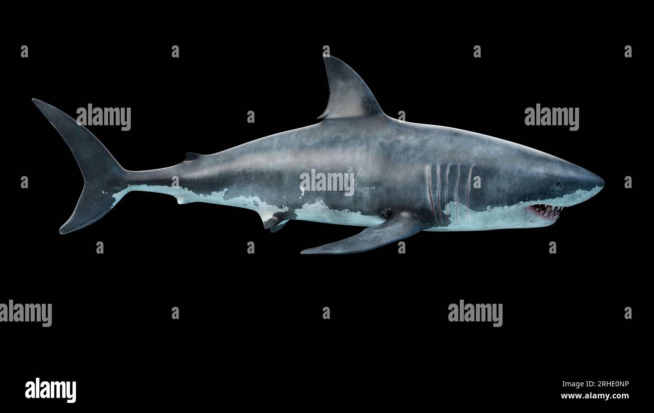 Gros plan d'un grand requin blanc nageant sous l'eau vue latérale Megalodon est le requin le plus prédateur de l'océan Banque D'Images