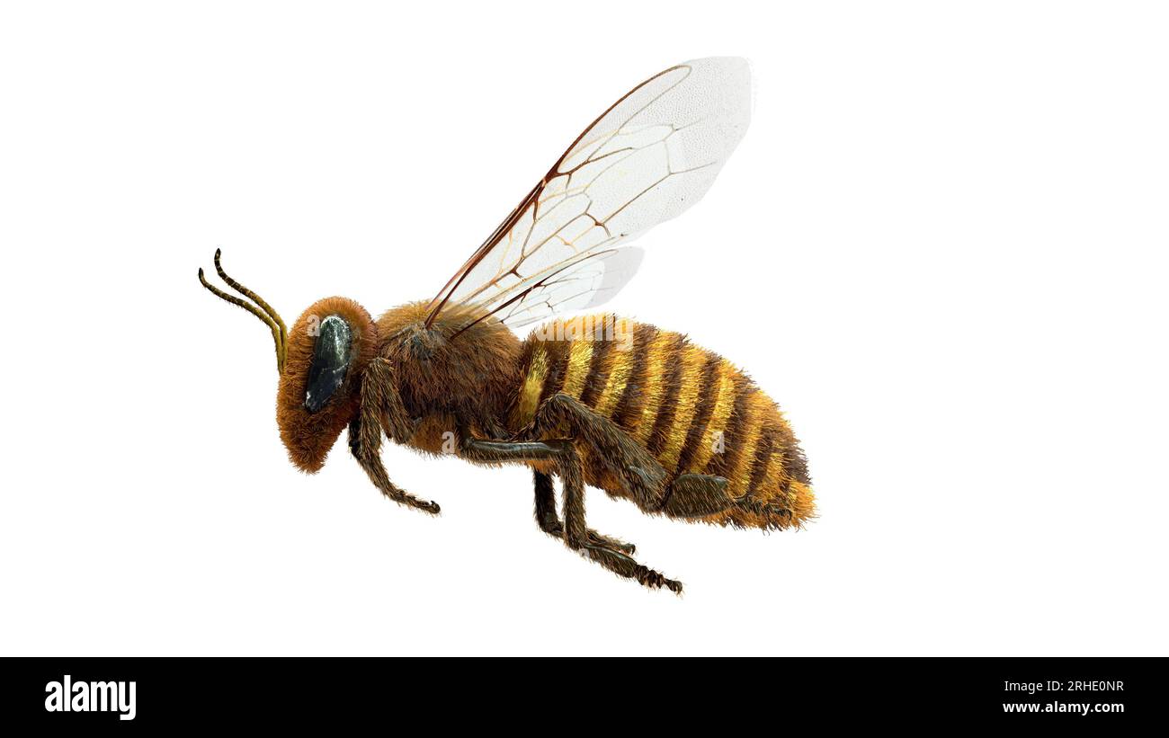 Vue latérale de l'abeille de miel volante, vous pouvez voir le détail amélioré et le réalisme, de sorte que vous pouvez utiliser ceci pour un gros plan Banque D'Images