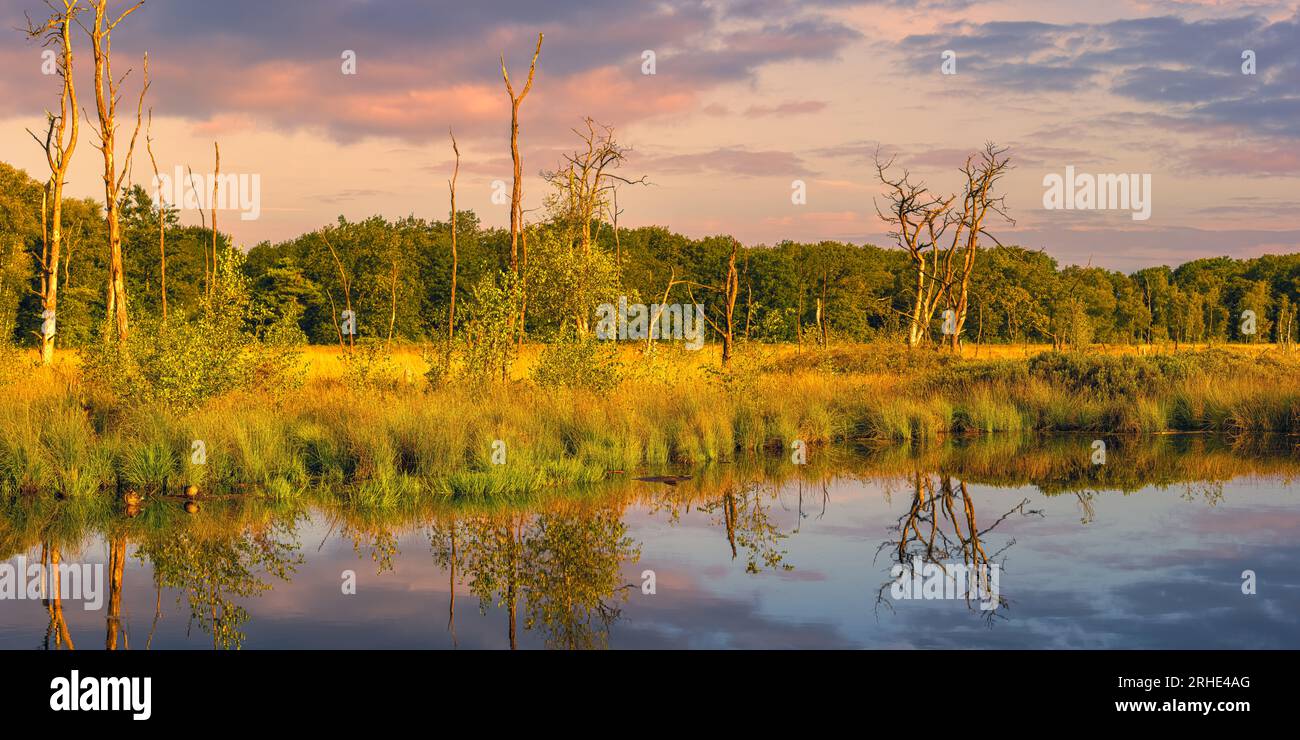 Une photo panoramique 2:1 d'un lever de soleil à la réserve naturelle Appelbergen, un beau morceau de la nature à Glimmen, à la frontière de la province de Drenthe et Banque D'Images