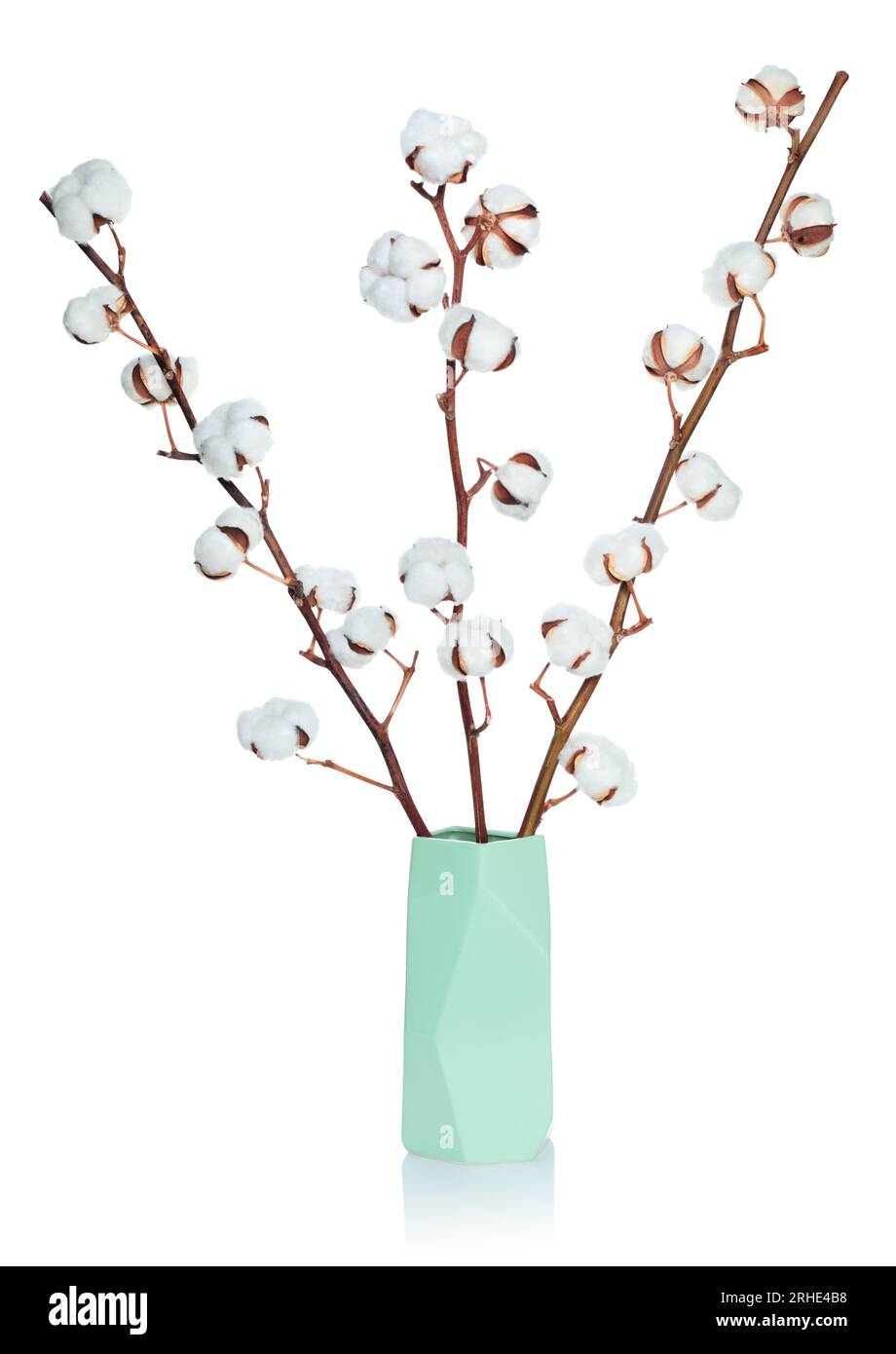 Fleur de coton dans le vase, isolé sur fond blanc gros plan Banque D'Images