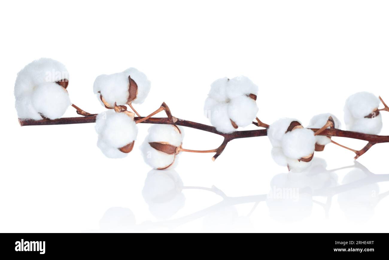 Fleur de coton sur fond blanc délicat, concept créatif naturel Banque D'Images