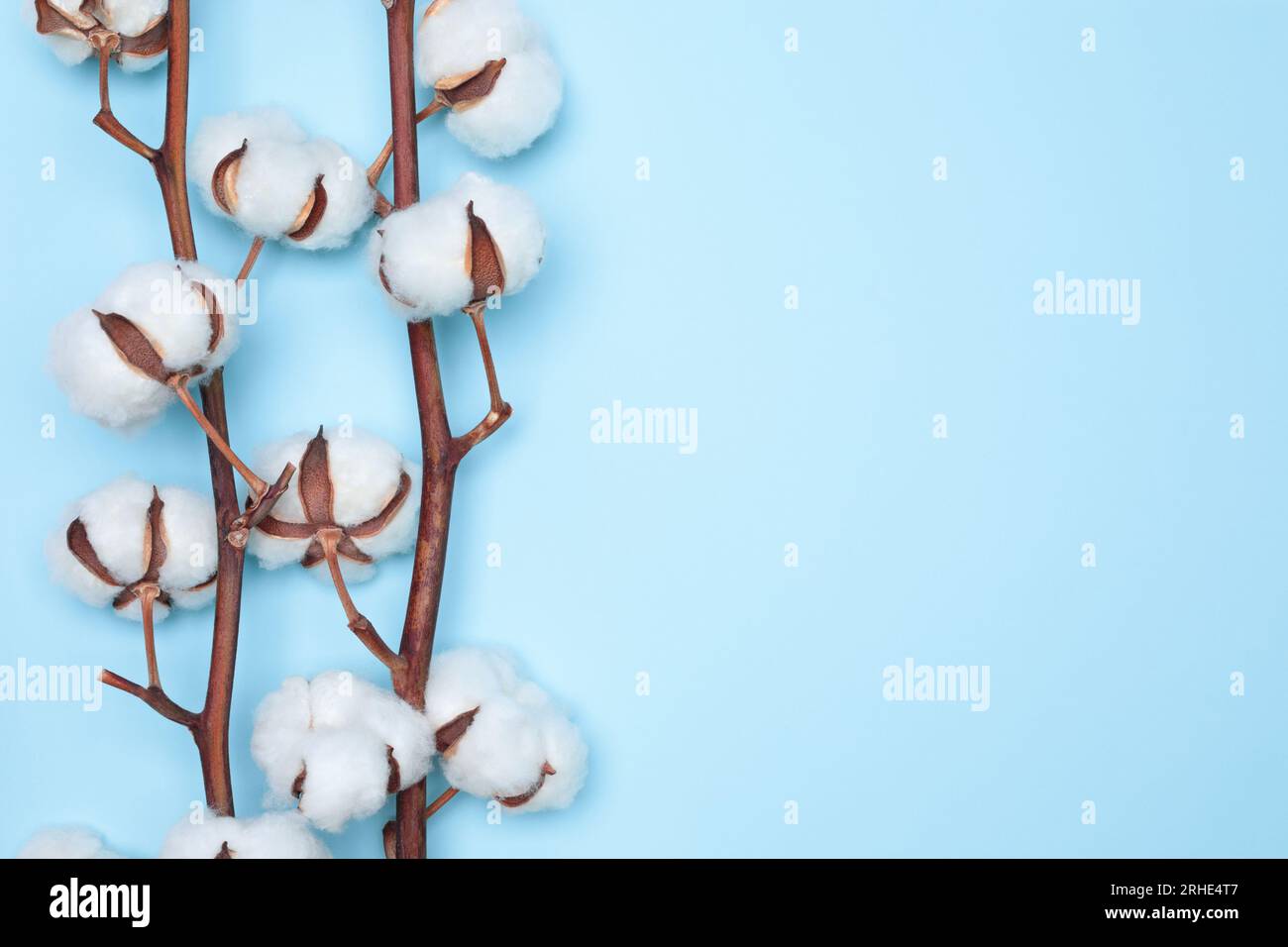 Fleur de coton sur fond bleu délicat, concept créatif naturel Banque D'Images