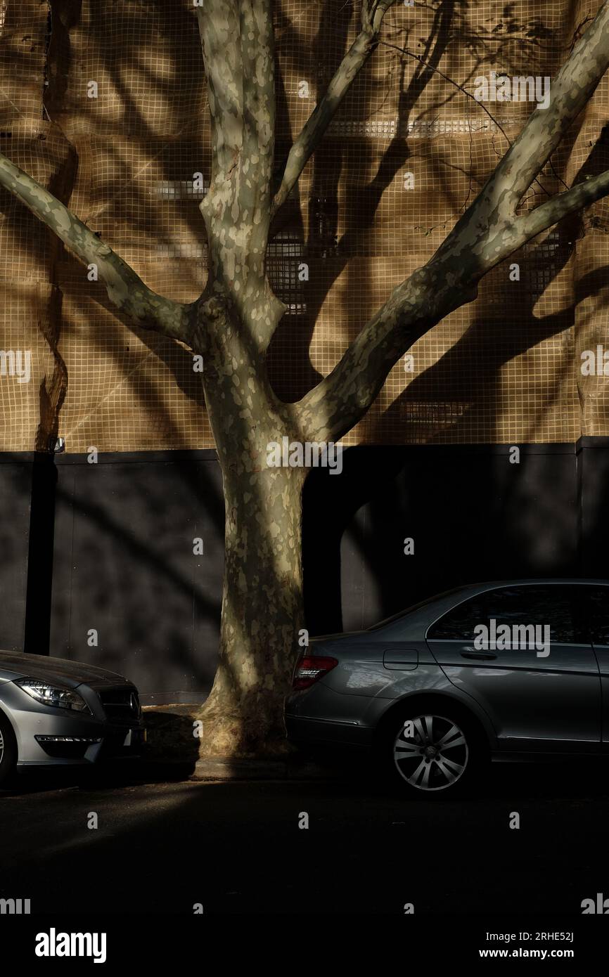 Un plane Tree avec son ombre dans la lumière claire de l'hiver tombant sur les échafaudages et la palissade de construction, les textures et les formes urbaines à Potts point, Sydney Banque D'Images