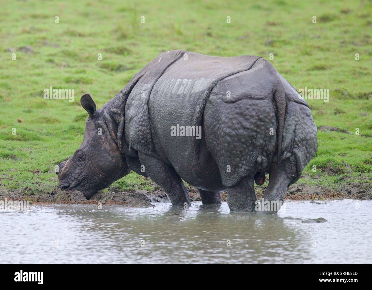 Un rhinocéros corné du parc national de Kaziranga, Assam Banque D'Images