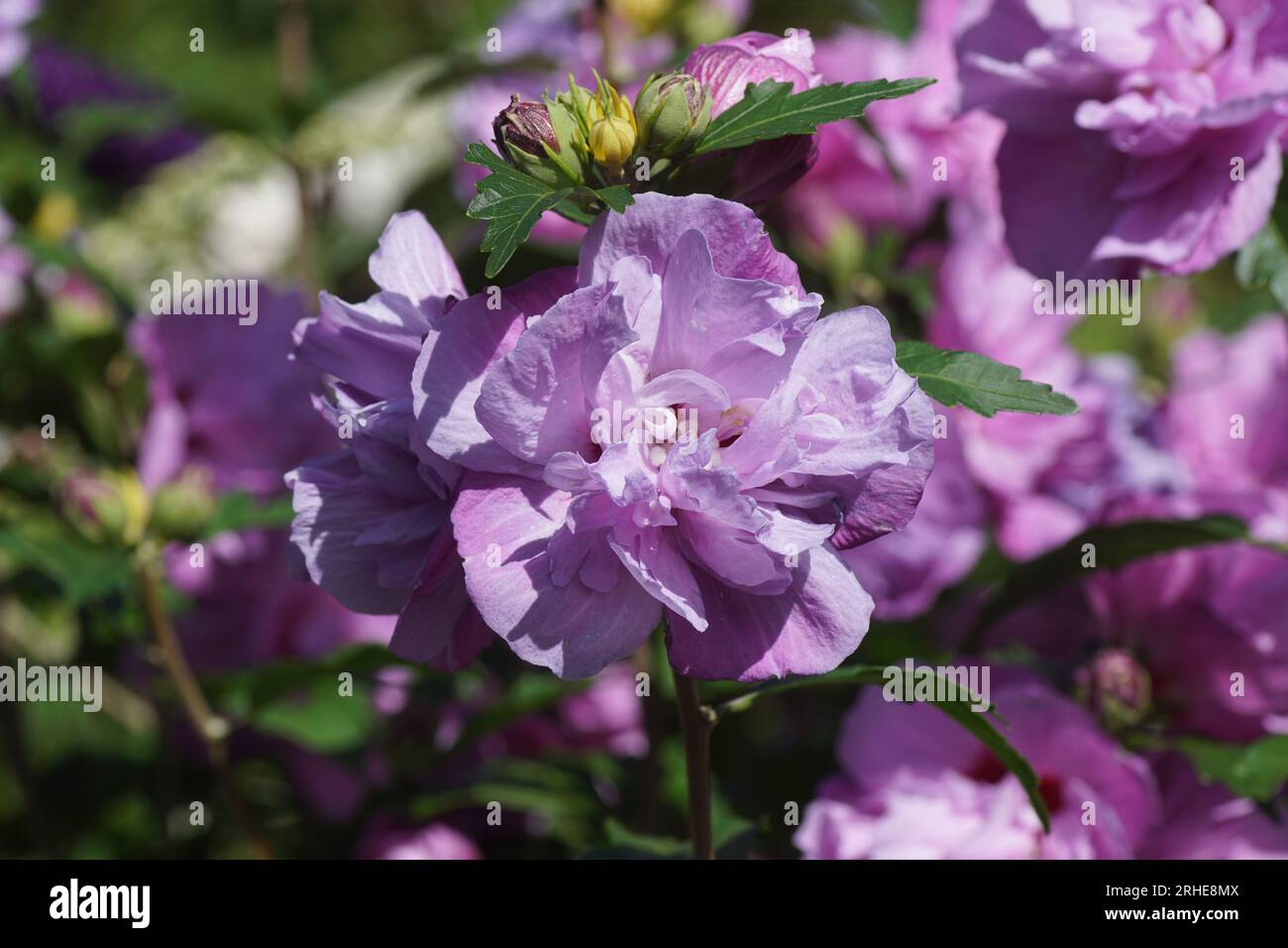 Fleurs de mauve rose (Hibiscus syriacus), famille des mauves (Malvaceae). L'été dans un jardin hollandais. Août. Banque D'Images