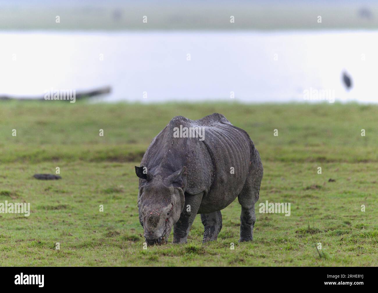 Un rhinocéros corné du parc national de Kaziranga, Assam Banque D'Images