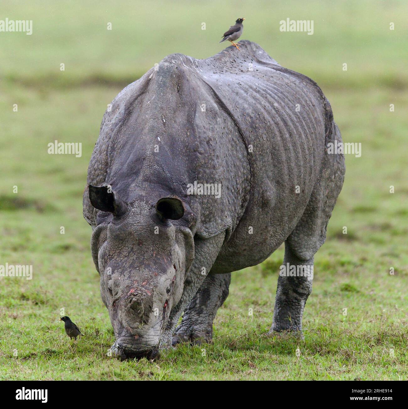 Un rhinocéros corné du parc national de Kaziranga, Assam Banque D'Images