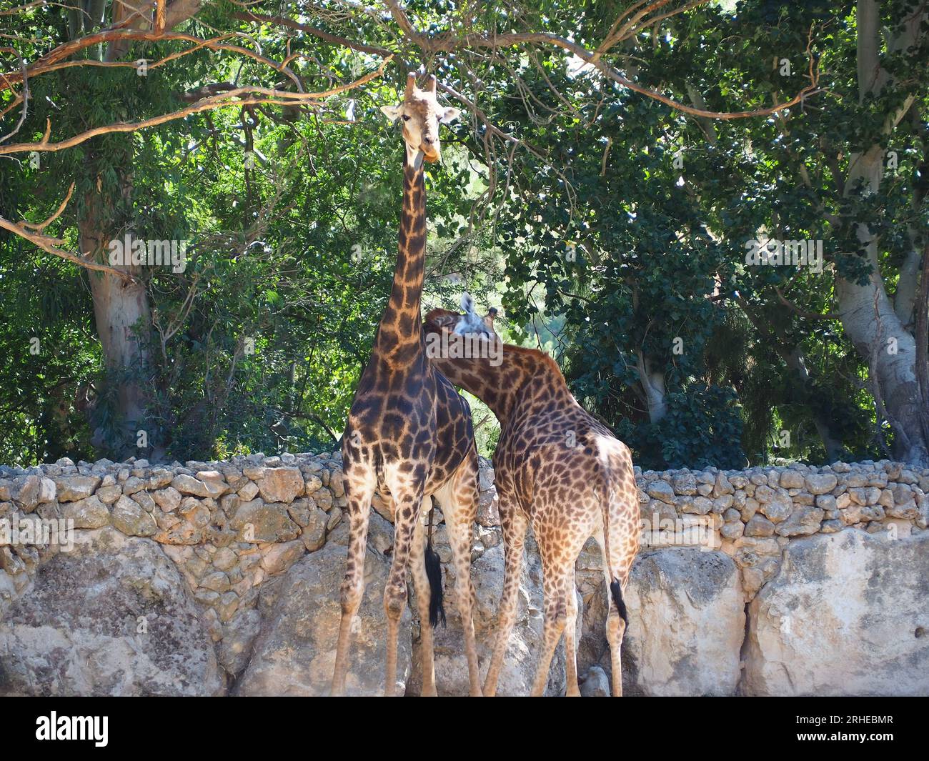 Couple girafe adulte Banque D'Images