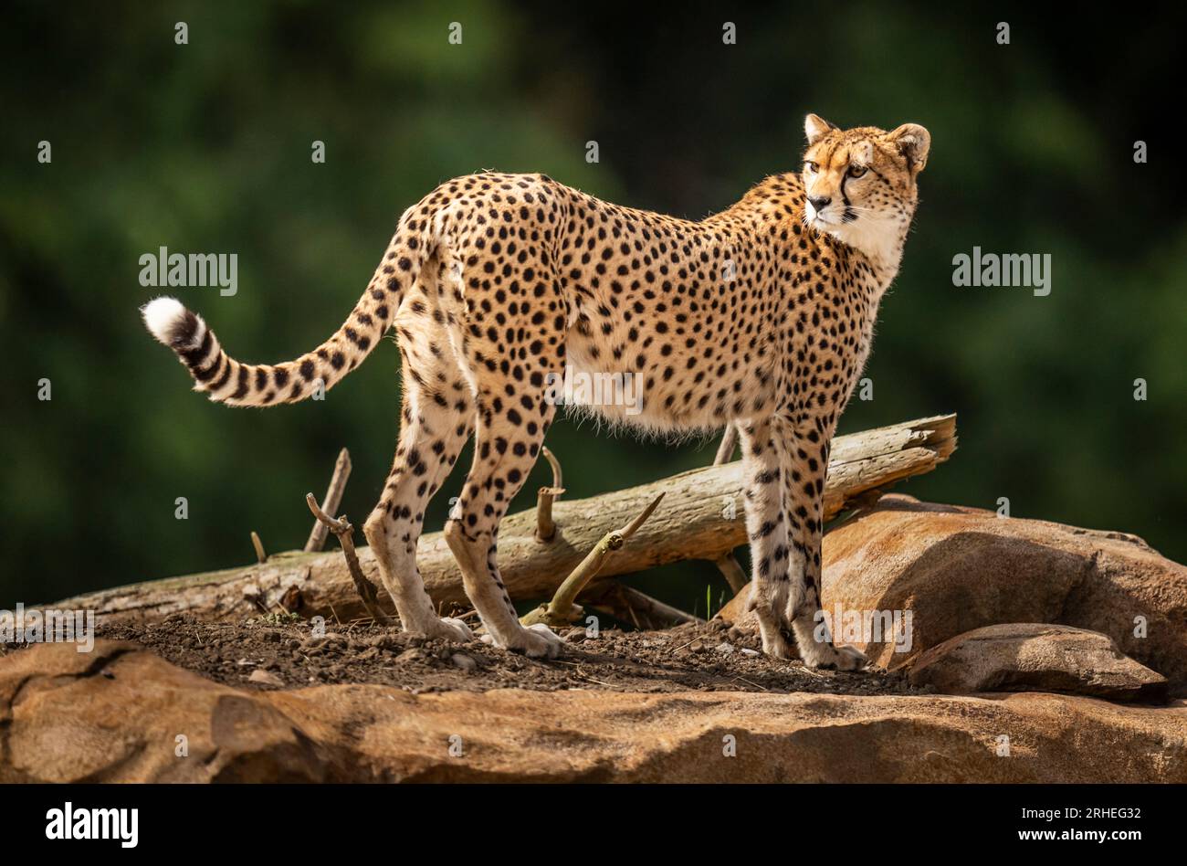 Cheetah Darcy explore son territoire nouvellement développé qui couvre 10 000 000 carrés au Yorkshire Wildlife Park, près de Doncaster. Darcy, âgée de quatre ans, a voyagé de la réserve naturelle de Fota en Irlande à YWP la semaine dernière où elle sera rejointe par Brooke, un mâle de 13 ans, qui quitte le Bristol Zoo Project, sur recommandation du European Endangered Species Programme. La réserve ouvre au public vendredi. Date de la photo : mercredi 16 août 2023. Banque D'Images