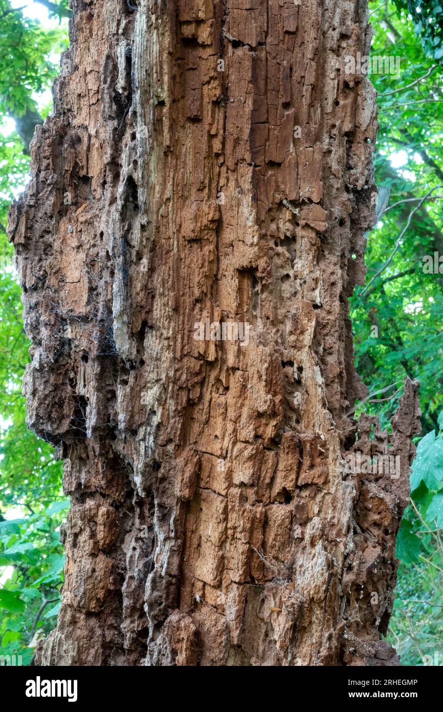 Les restes debout d'un arbre pourri dans une zone boisée verdoyante Banque D'Images