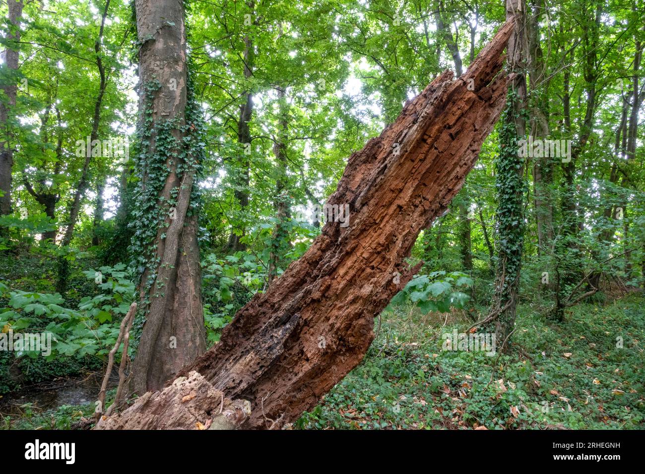 Les restes debout d'un arbre pourri dans une zone boisée verdoyante Banque D'Images