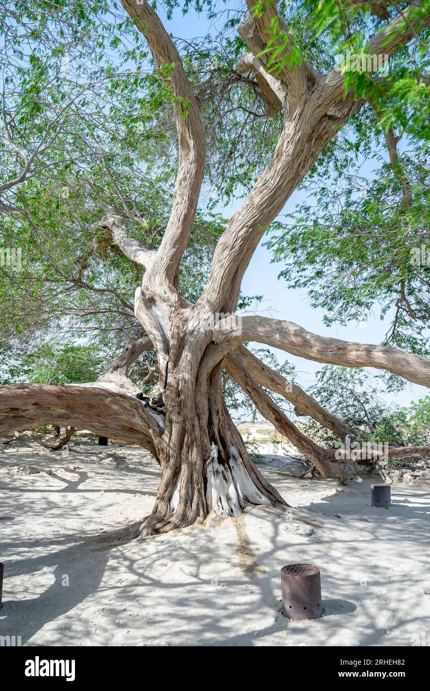 Arbre de Vie Bahreïn Banque D'Images