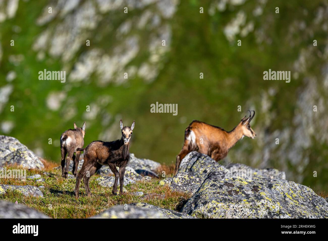 Les Tatra Chamois, Rupicapra rupicapra tatrica. Un chamois dans son habitat naturel dans les Tatras. Banque D'Images