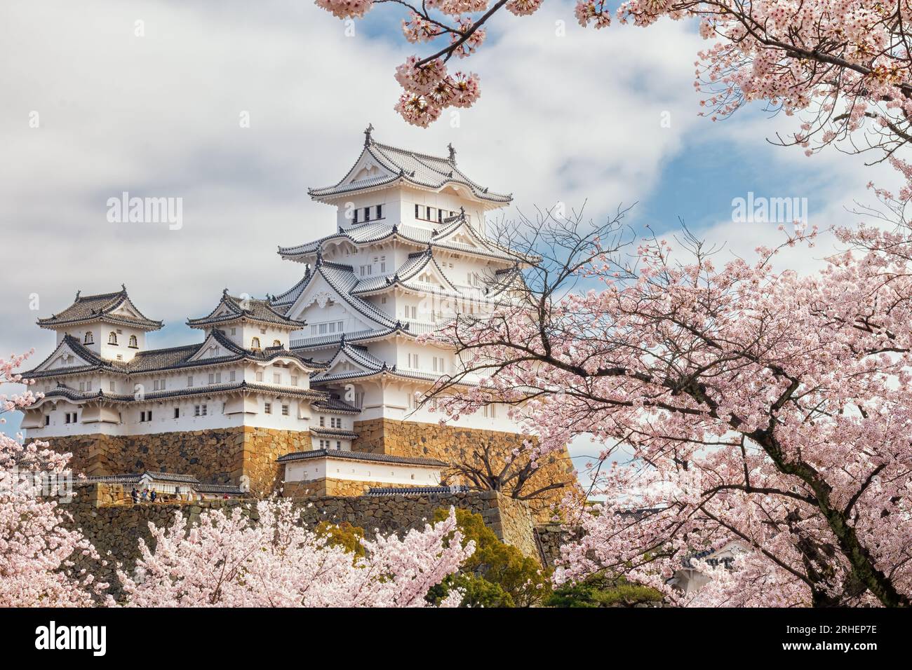 Château de Himeji en fleurs de cerisier, Himeji, préfecture de Hyōgo, Japon Banque D'Images