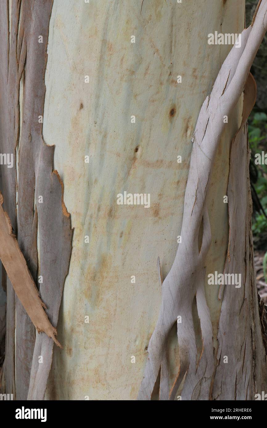 Gros plan du processus naturel de pelage de l'écorce d'arbre sur l'arbre de jardin Eucalyptus vu en été. Banque D'Images
