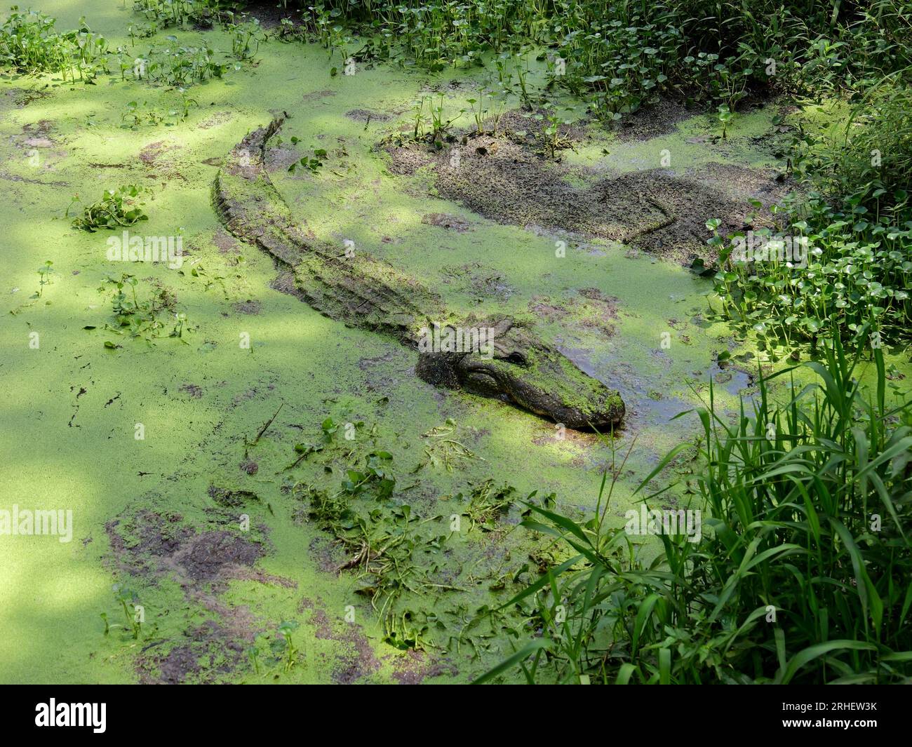 Alligator américain dans Southern Swampy Bayou Habitat Banque D'Images