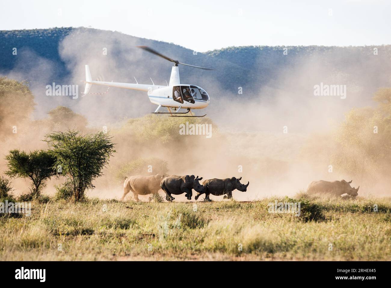 Hélicoptère rassemblant des rhinocéros blancs pendant les efforts de conservation des rhinocéros en Afrique australe Banque D'Images Hélicoptère rassemblant des rhinocéros blancs pendant les efforts de conservation des rhinocéros en Afrique australe Banque D'Images