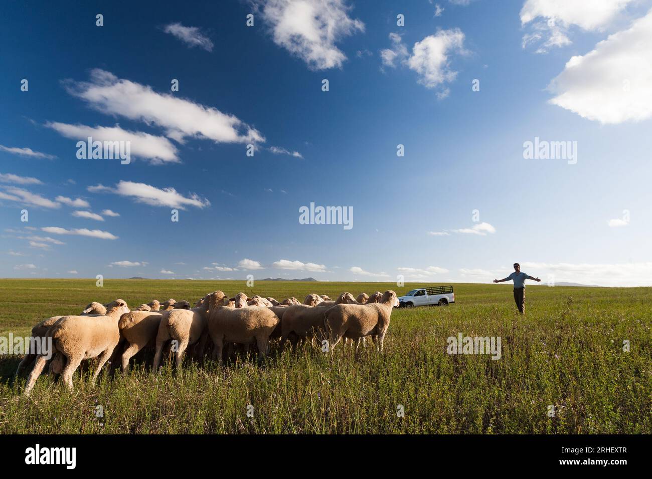 Élevage commercial de moutons mérinos dans le Cap occidental, Afrique du Sud Banque D'Images