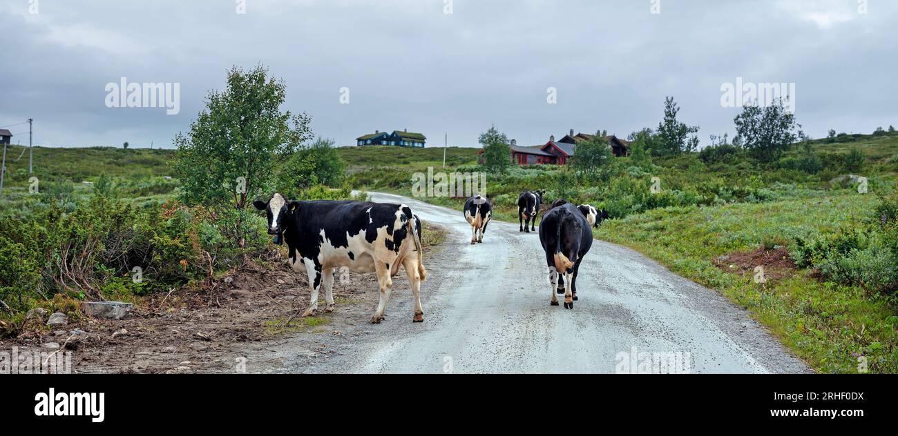 vaches dans le parc national de hallingskarvet en norvège Banque D'Images
