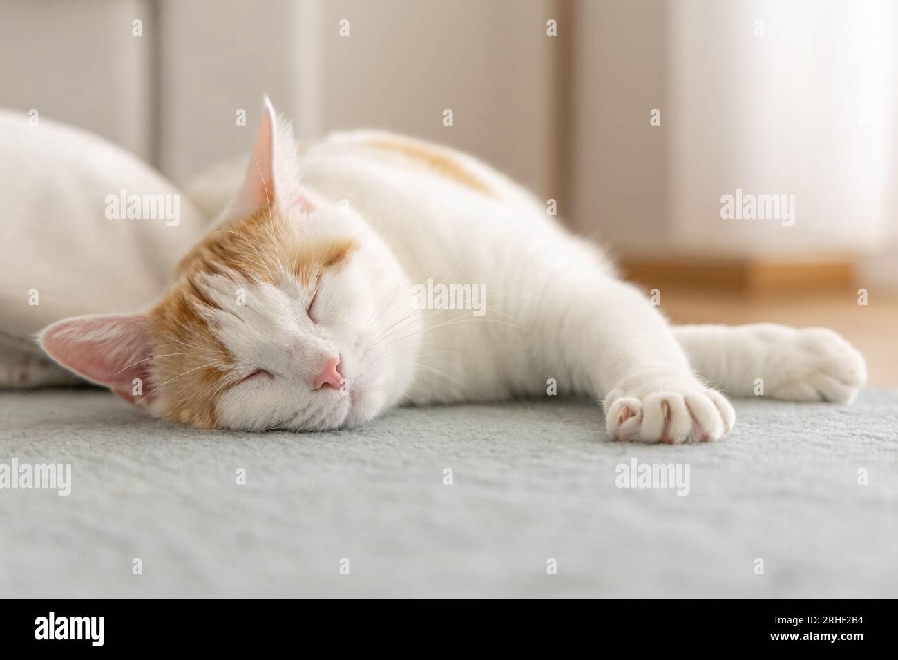 Chat domestique couché sur le sol à l'intérieur de la maison Banque D'Images