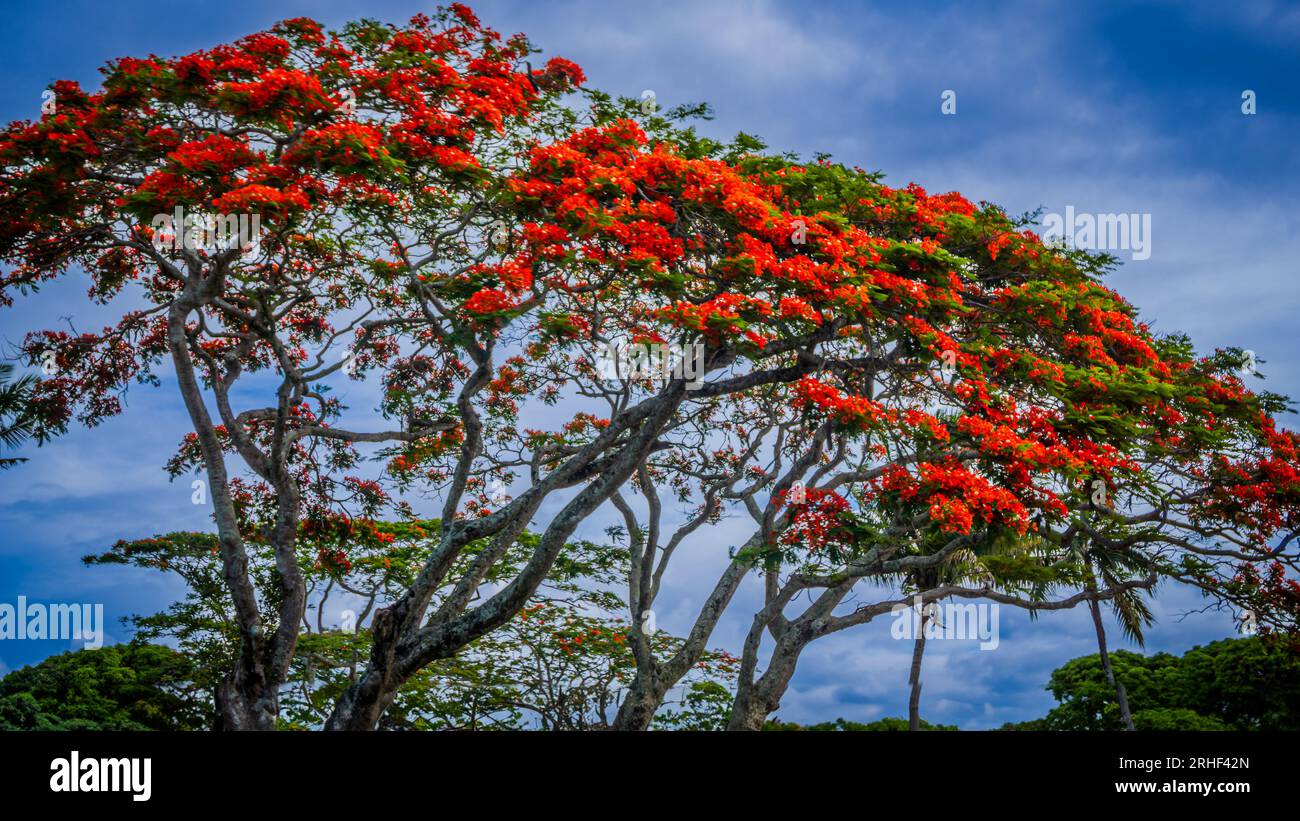 L'arbre flamboyant avec le nom scientifique Delonix Redia, avec ses fleurs rouges ardentes pendant la saison estivale dans l'île tropicale de Maurice Banque D'Images