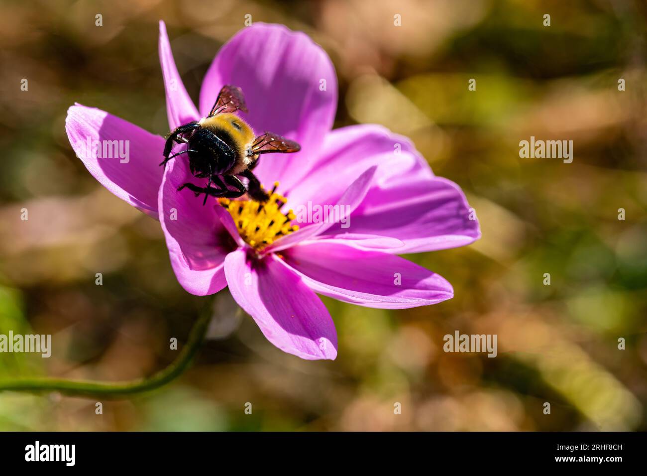 L'abeille pollinise la fleur pourpre Banque D'Images