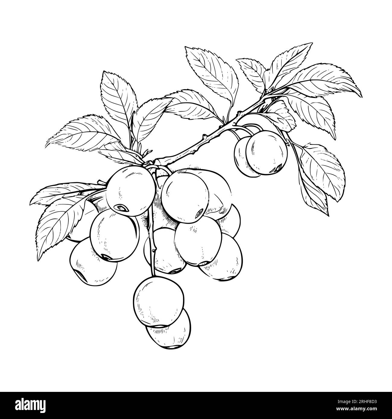 coloriages de nectarines