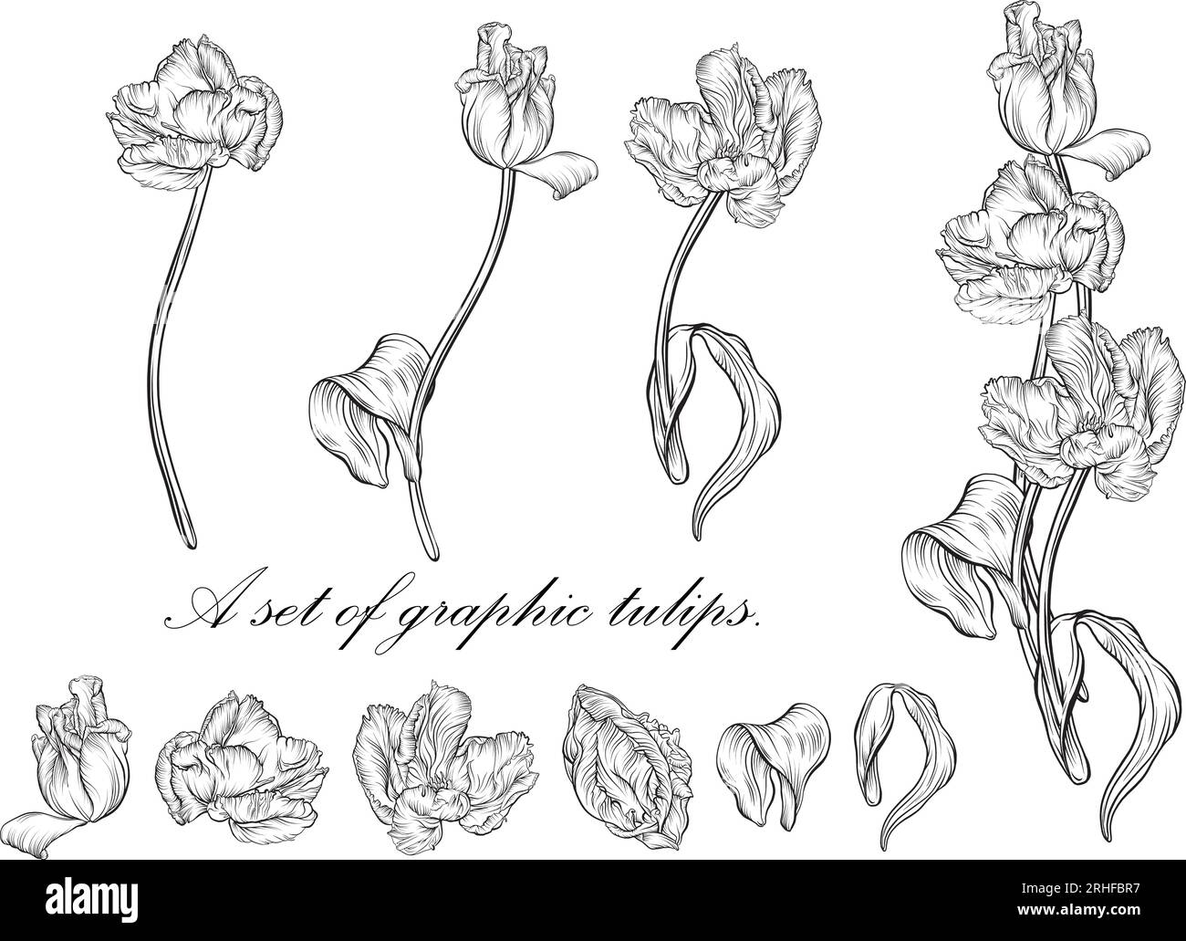Contour tulipe. fleurs dessinées à la main. Vecteur tulipes. illustration florale Illustration de Vecteur